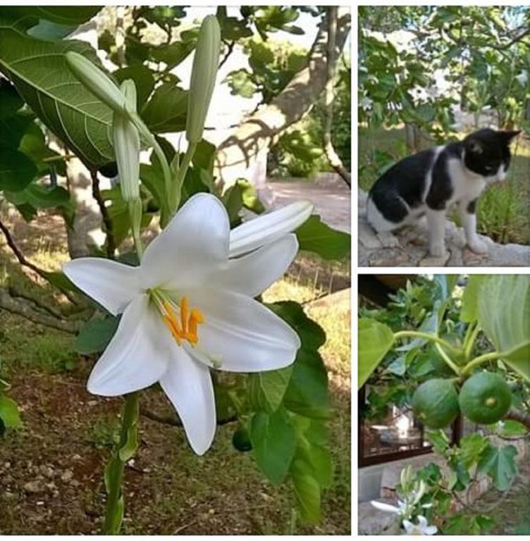 오스투니 Trulli Aurasia 빌라 외부 사진